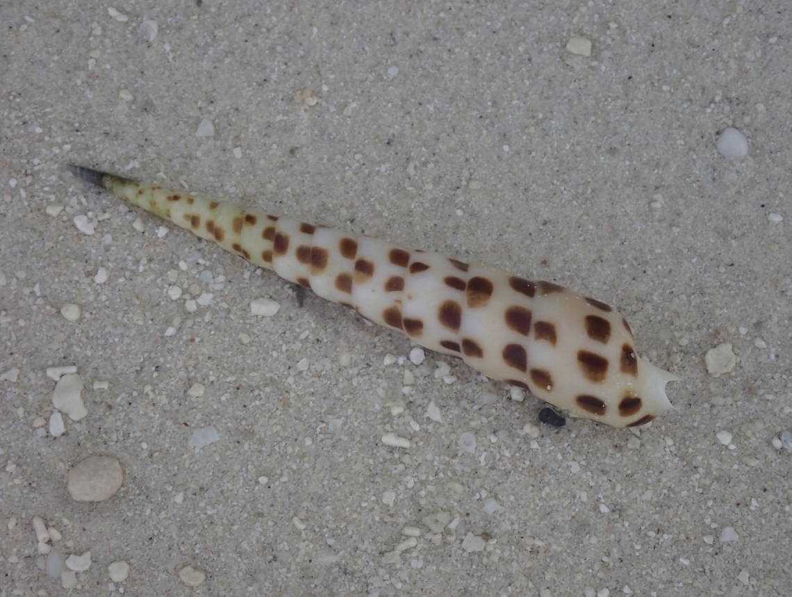 Chocolate Spotted Auger - Terebra subulata  Chocolate Spotted Auger,Maldives,Terebra subulata