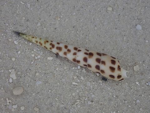 Chocolate Spotted Auger - Terebra subulata  Chocolate Spotted Auger,Maldives,Terebra subulata