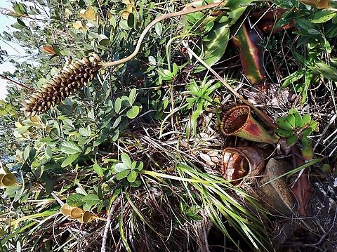 Nepenthes attenboroughii