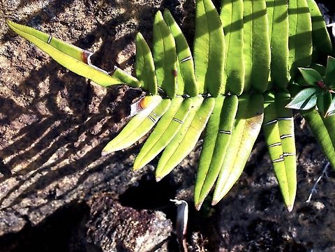 Ladder Fern - Pteris vittata Fern,Ladder Fern,Palawan,Philippines,Pteris vittata
