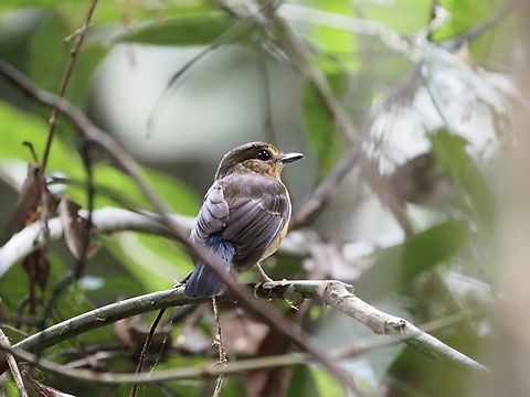 Sunda Blue Flycatcher - Cyornis caerulatus  Bird,Blue Flycatcher,Cyornis caerulatus,Flycatcher,Malaysia,Sabah,Sunda Blue Flycatcher