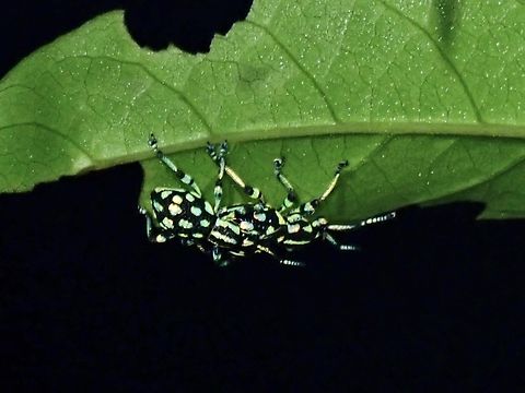 Broad-Nosed Weevil - Excalidiopsis bramanti Described in December 2022

https://www.researchgate.net/publication/366791738_A_new_genus_and_two_new_species_of_the_tribe_Celeuthetini_Lacordaire_1863_Coleoptera_Curculionidae_from_the_Philippines Broad-Nosed Weevil,Excalidiopsis bramanti,Palawan,Philippines,Weevil