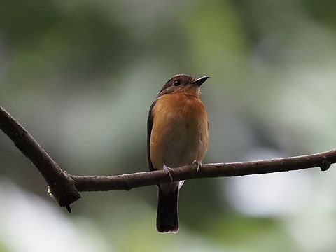 Dayak Blue Flycatcher - Cyornis montanus  Bird,Blue Flycatcher,Cyornis montanus,Dayak Blue Flycatcher,Flycatcher,Malaysia,Sabah