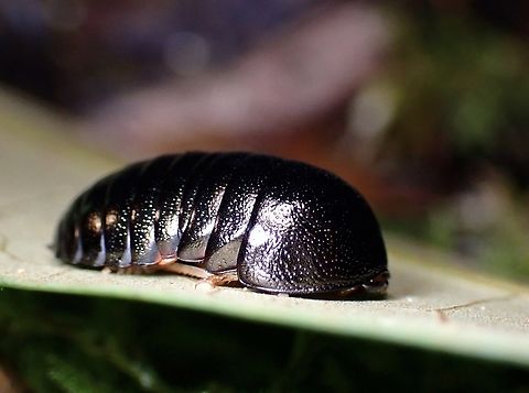 Pill Cockroach - Perisphaerus glomeriformis  Cockroach,Palawan,Perisphaerus glomeriformis,Philippines,Pill Cockroach