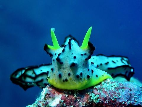 Nudibranch - Notodoris serenae  Bali,Indonesia,Menjangan,Notodoris serenae,Nudibranch