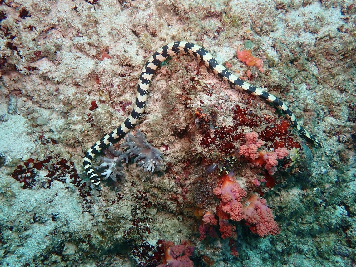 Eastern Turtle-Headed Sea Snake - Emydocephalus annulatus  Eastern Turtle-Headed Sea Snake,Emydocephalus annulatus,Mabul,Malaysia,Sabah,Sea Snake,Turle-Headed Sea Snake