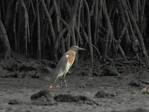 Javan Pond Heron - Ardeola speciosa            Ardeola speciosa,Bali,Bird,Heron,Indonesia,Javan Pond Heron,Pond Heron
