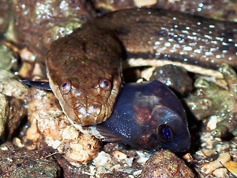 Fresh Seafood Dog-Faced Water Snake - Cerberus schneiderii Bali,Cerberus schneiderii,Dog-Faced Water Snake,Indonesia,Southeast Asian Bockadam,Water Snake