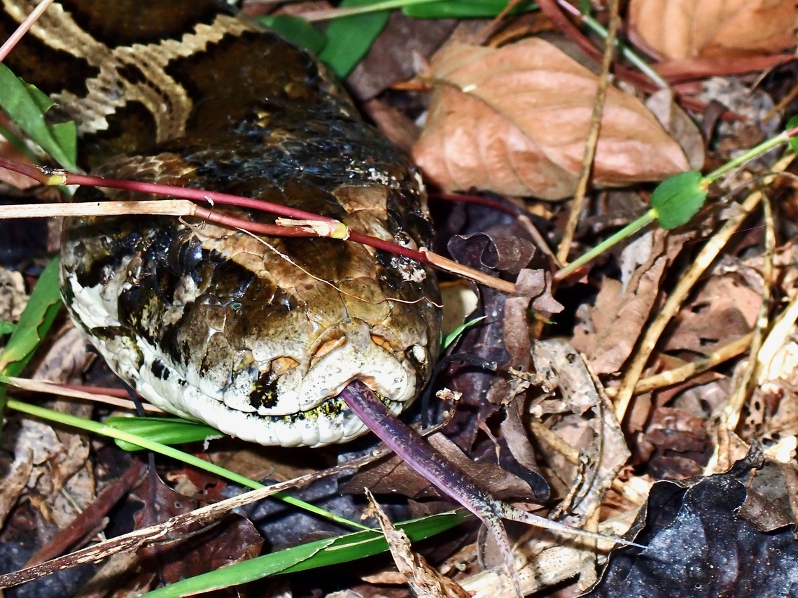Tongue out! Burmese Python - Python bivittatus Bali,Burmese Python,Indonesia,Python,Python bivittatus,Snake