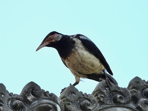 Critically Endangered!            Bali,Bird,Gracupica jalla,Indonesia,Javan Pied Myna,Javan Pied Starling,Starling