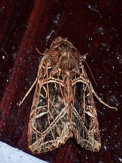 Moth - Dictyestra dissectus  Angle Network Armyworm,Dictyestra dissectus,Malaysia,Moth,Sabah