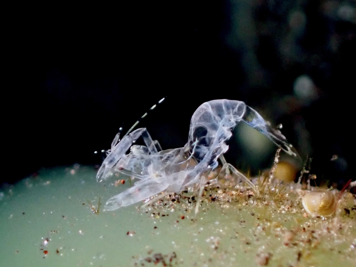 Ghost Shrimp - Isopontonia platycheles  Bali,Ghost Shrimp,Indonesia,Isopontonia platycheles,Shrimp,Tulamben