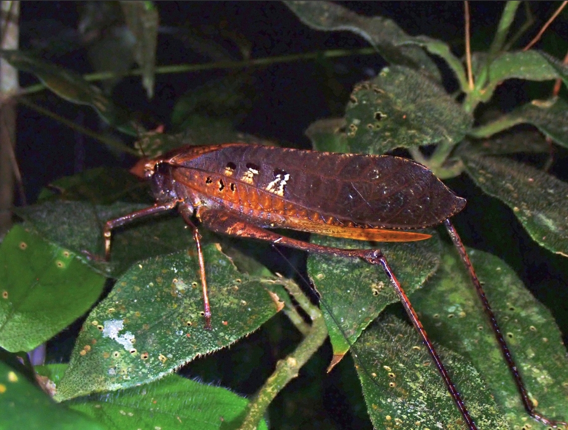 Malaysian Bush Cricket - Mecopoda elongata  Bush Cricket,Cricket,Malaysia,Malaysian Bush Cricket,Mecopoda elongata,Pahang