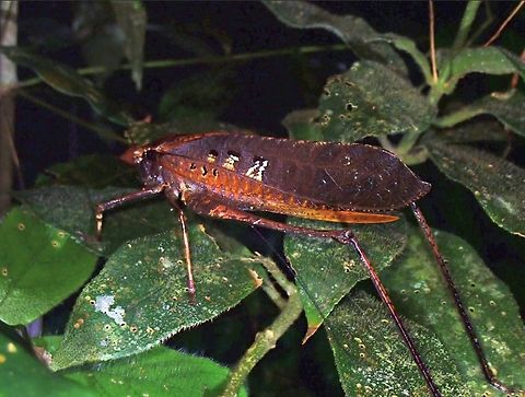 Malaysian Bush Cricket - Mecopoda elongata  Bush Cricket,Cricket,Malaysia,Malaysian Bush Cricket,Mecopoda elongata,Pahang
