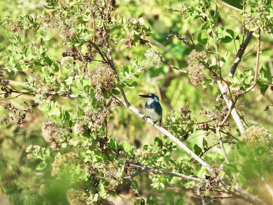 Small Blue Kingfisher - Alcedo coerulescens As the common name suggested, this is a very small size bird, endemic to Indonesia. Alcedo coerulescens,Bali,Bird,Indonesia,Kingfisher,Small Blue Kingfisher