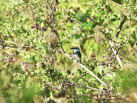 Small Blue Kingfisher - Alcedo coerulescens As the common name suggested, this is a very small size bird, endemic to Indonesia. Alcedo coerulescens,Bali,Bird,Indonesia,Kingfisher,Small Blue Kingfisher