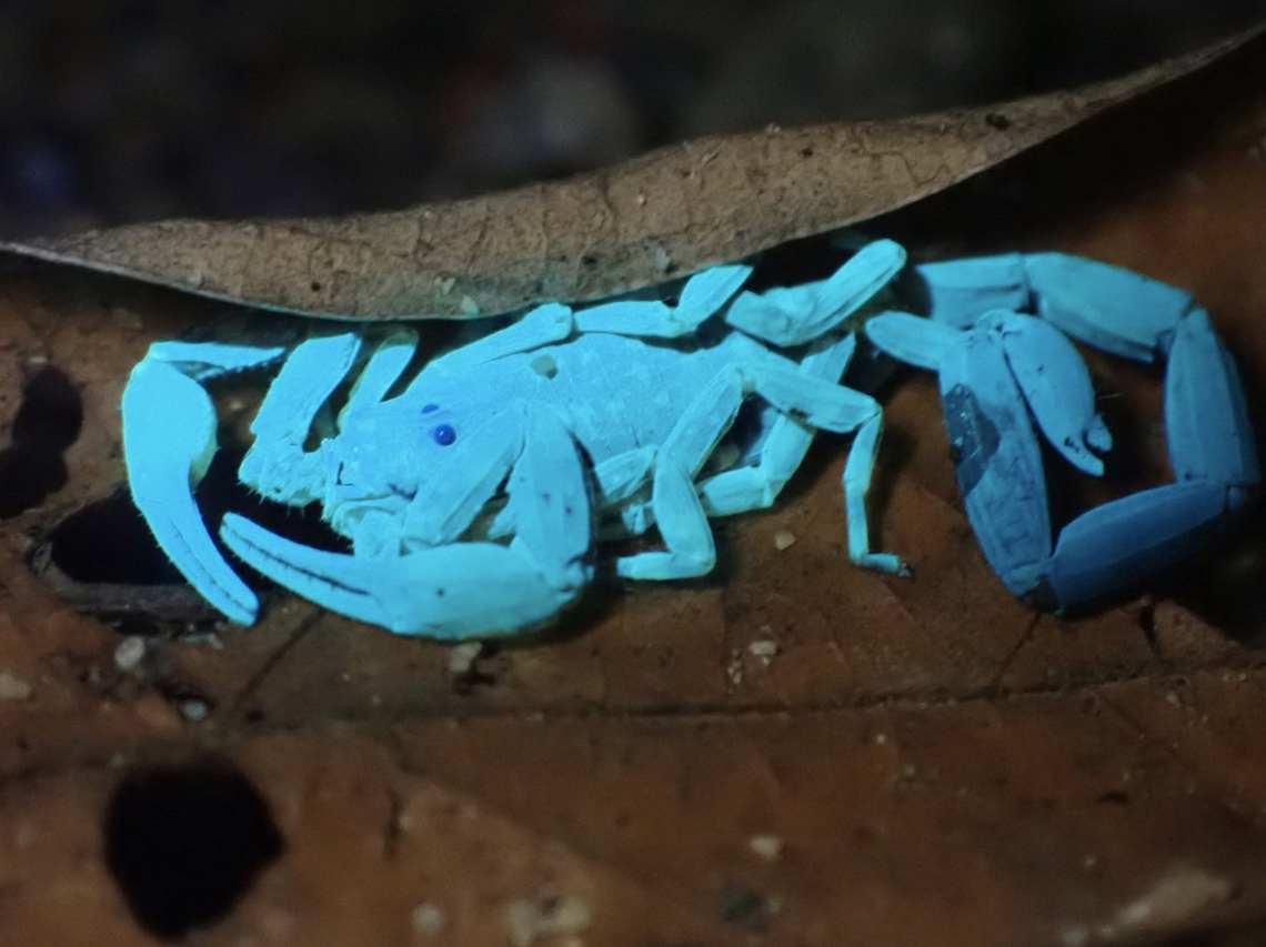 Arrowbreasted Scorpion - Reddyanus zideki With UV lighting Arrowbreasted Scorpion,Malaysia,Reddyanus zideki,Scorpion,Selangor,Ultra Violet Light