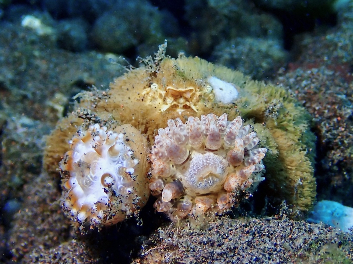 Not the Crab! Sea Anemone - Telmatactis decora Anemone,Bali,Indonesia,Sea Anemone,Telmatactis decora,Tulamben