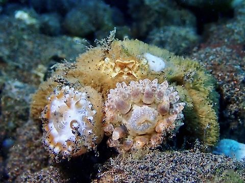 Not the Crab! Sea Anemone - Telmatactis decora Anemone,Bali,Indonesia,Sea Anemone,Telmatactis decora,Tulamben