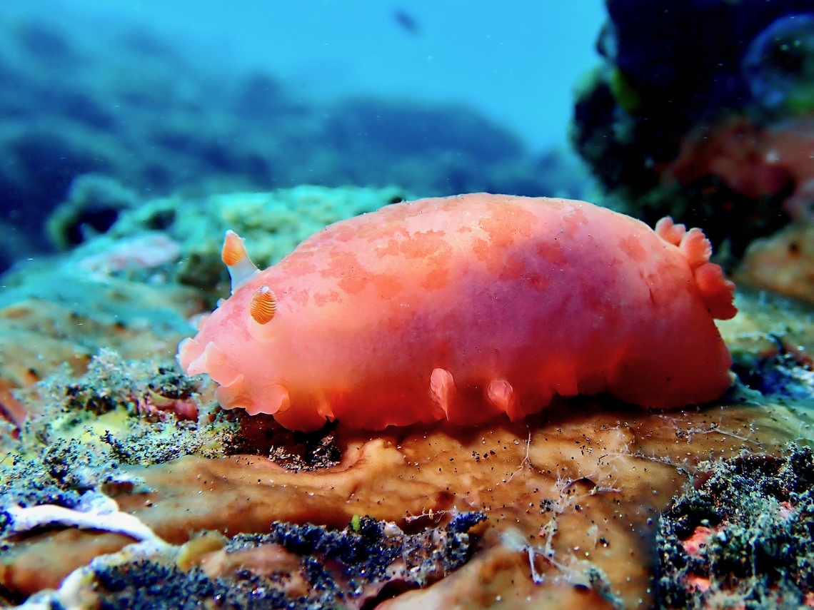 Nudibranch - Dendrodoris fumata  Bali,Dendrodoris fumata,Indonesia,Nudibranch,Tulamben