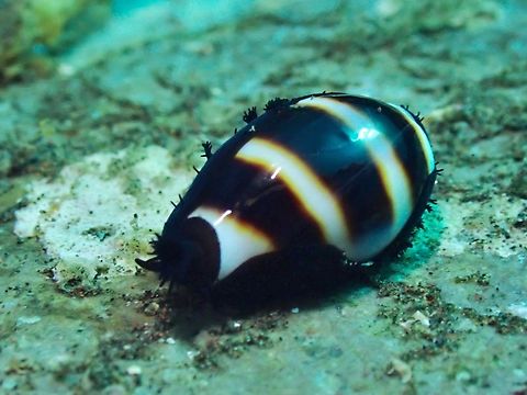 Little Ass Cowry - Palmadusta asellus  Bali,Cowry,Indonesia,Little Ass Cowry,Palmadusta asellus,Tulamben