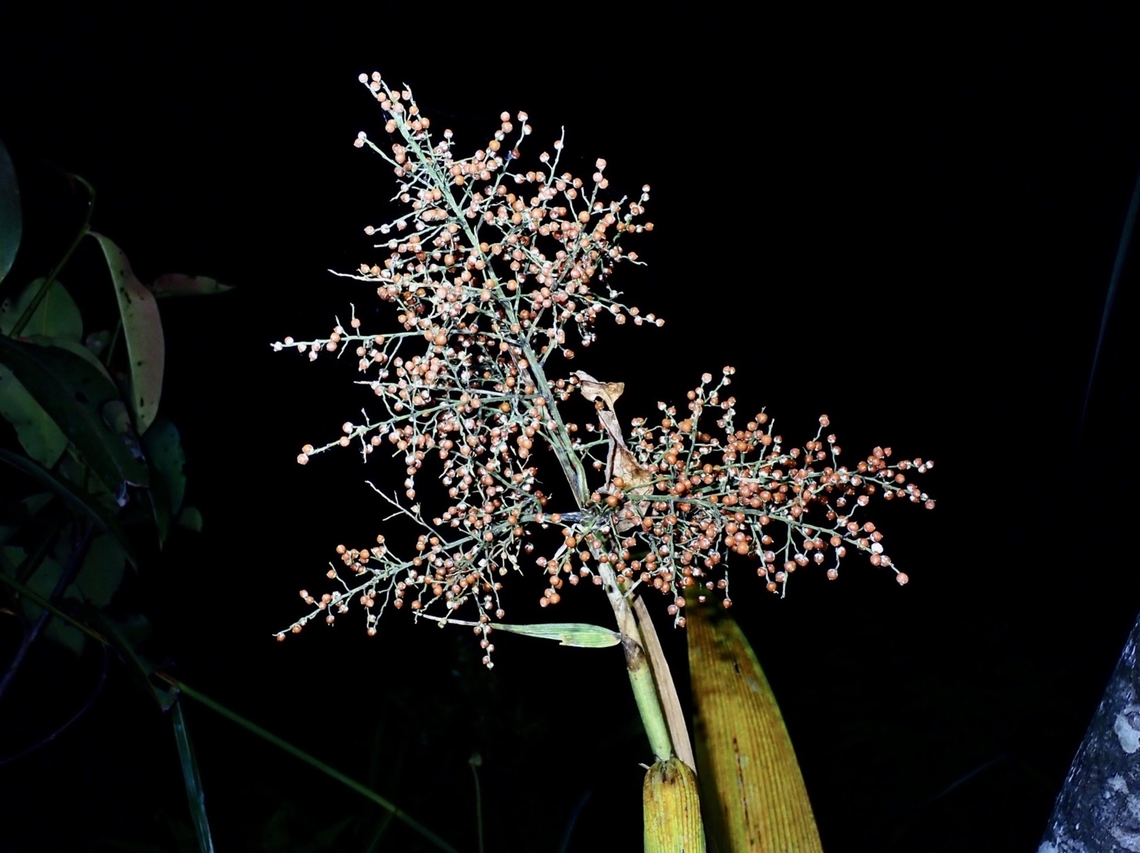 Joinvillea borneensis  Flower,Joinvillea borneensis,Malaysia,Plant,Sabah