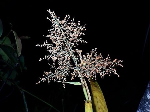 Joinvillea borneensis  Flower,Joinvillea borneensis,Malaysia,Plant,Sabah