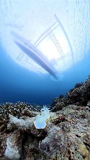 Clear Water  Ardeadoris egretta,Cebu,Moal-Boal,Nudibranch,Philippines