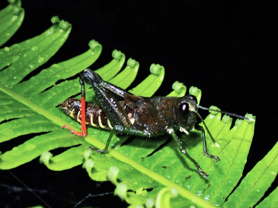 Red Legs  Grasshopper,Malaysia,Pagdenia rufipes,Sabah,Spur-Throated Grasshopper