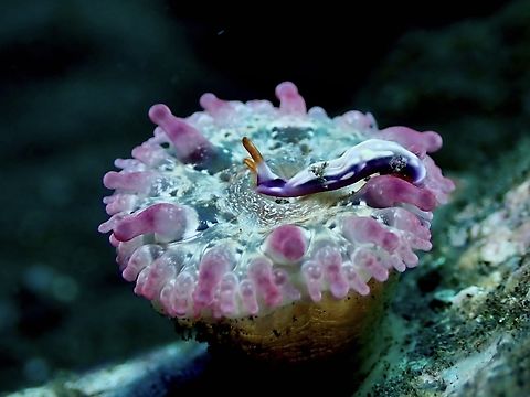 Sap Sucker  Bali,Indonesia,Sea Slug,Thuridilla albopustulosa,Tulamben,White-Bump Sap Sucking Sea Slug