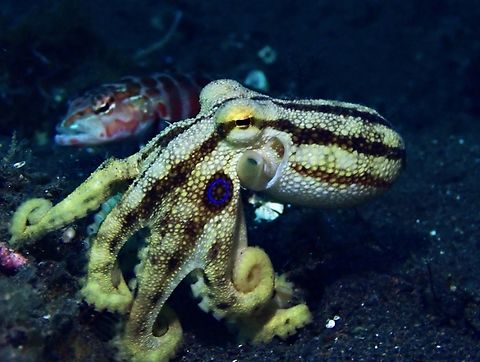 Siamese Mototi - Amphioctopus siamensis  Amphioctopus siamensis,Bali,Indonesia,Mototi,Mototi Octopus,Occelated Blue-Ringed Octopus,Octopus,Tulamben