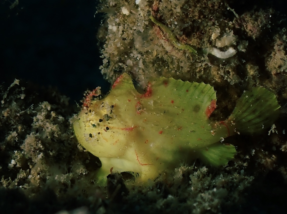 Frogfish - Nudiantennarius subteres  Anilao,Batangas,Fish,Frogfish,Nudiantennarius subteres,Philippines