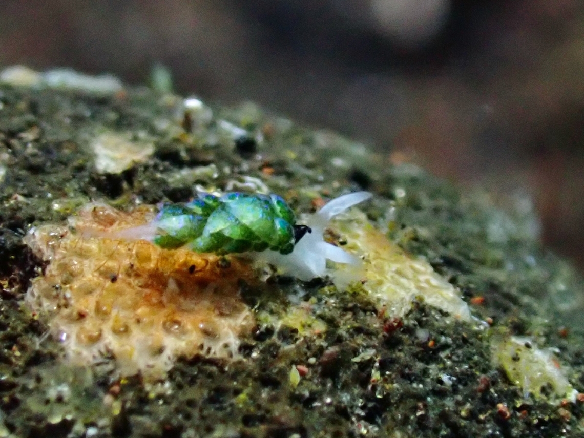 Sacoglossa Slug - Costasiella fridae  Bali,Costasiella fridae,Indonesia,Sacoglossa Slug,Sea Slug,Tulamben