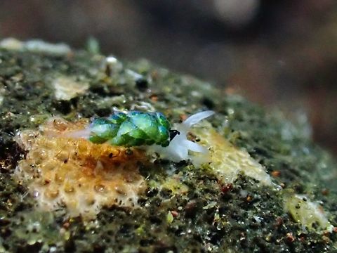 Sacoglossa Slug - Costasiella fridae  Bali,Costasiella fridae,Indonesia,Sacoglossa Slug,Sea Slug,Tulamben