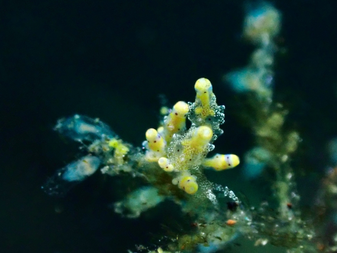 Red-Tipped Eubranchus - Eubranchus rubropunctatus  Bali,Eubranchus rubropunctatus,Indonesia,Nudibranch,Red-Tipped Eubranchus,Tulamben