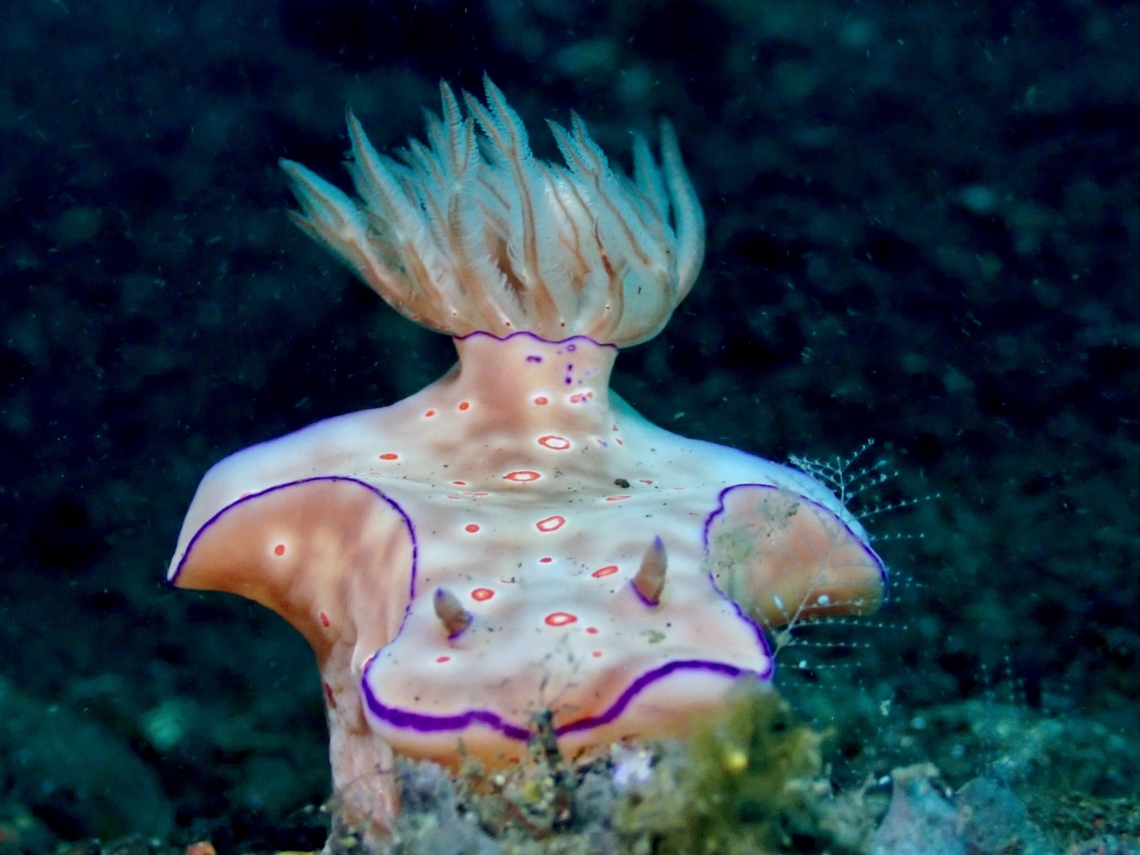 Three-Lobed T-Bar Nudibranch - Ceratosoma trilobatum  Bali,Ceratosoma trilobatum,Indonesia,Nudibranch,Three-Lobed T-Bar Nudibranch,Tulamben