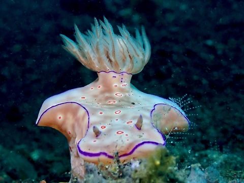 Three-Lobed T-Bar Nudibranch - Ceratosoma trilobatum  Bali,Ceratosoma trilobatum,Indonesia,Nudibranch,Three-Lobed T-Bar Nudibranch,Tulamben