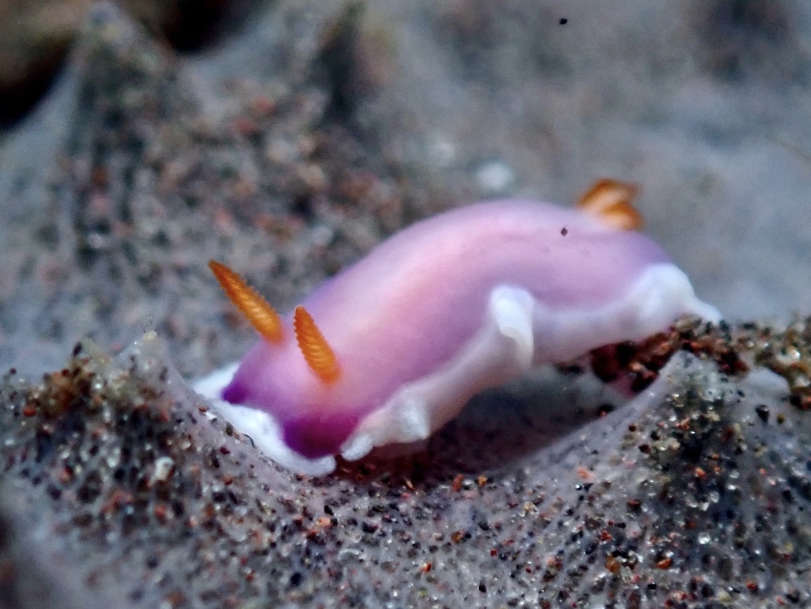 Nudibranch - Thorunna halourga X4 Bali,Indonesia,Nudibranch,Thorunna halourga,Tulamben