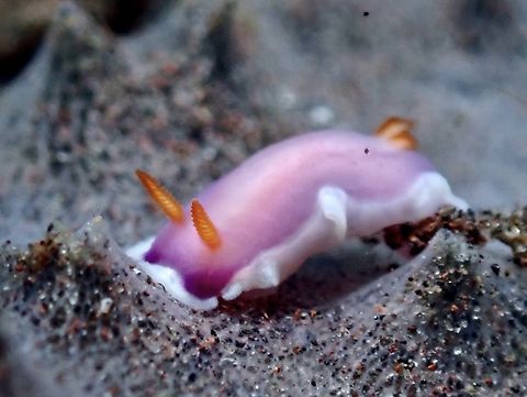 Nudibranch - Thorunna halourga X4 Bali,Indonesia,Nudibranch,Thorunna halourga,Tulamben