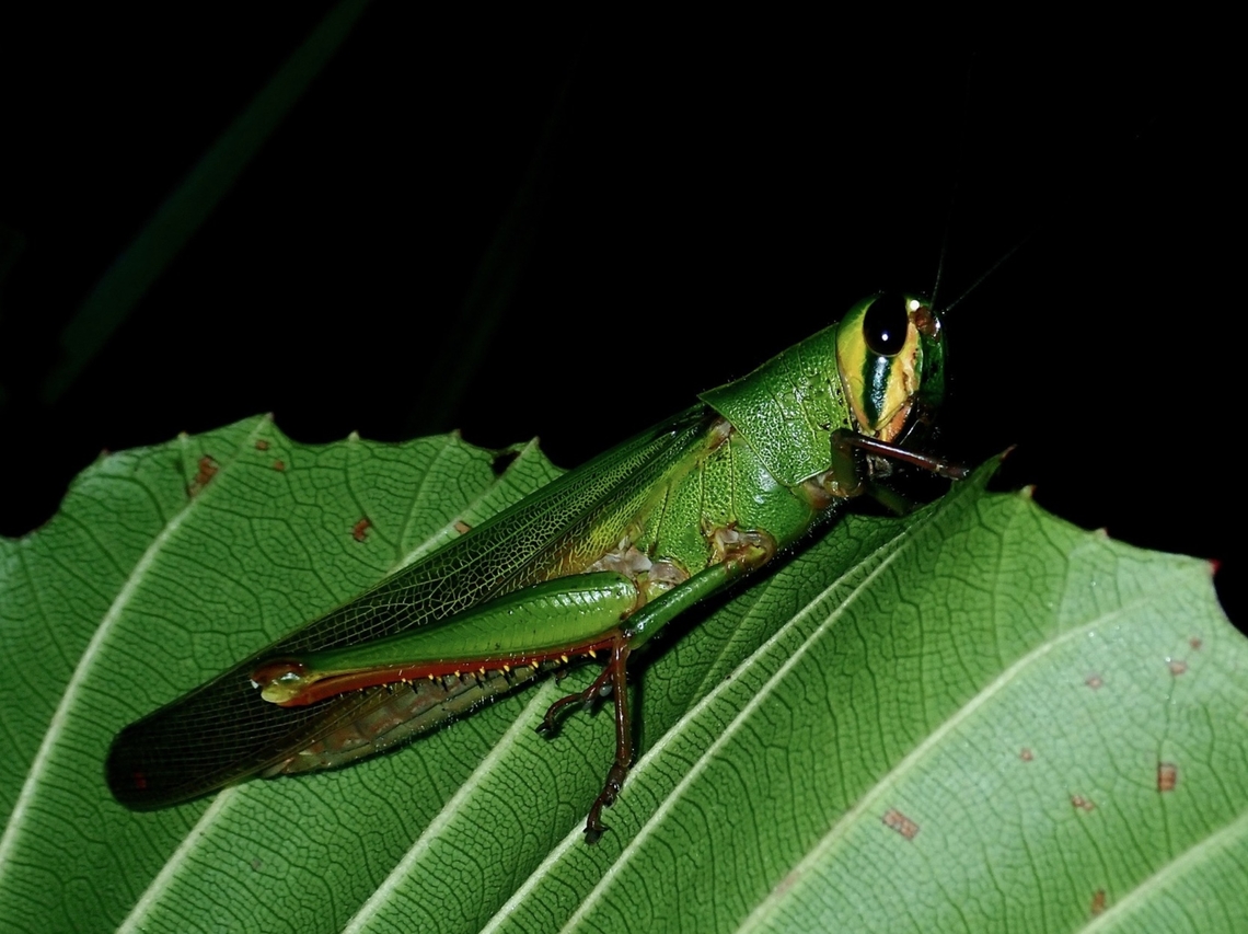Not a Bird Bird Grasshopper - Patanga avis Bird Grasshopper,Brunei,Grasshopper,Patanga avis