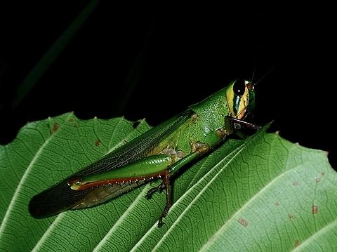 Not a Bird Bird Grasshopper - Patanga avis Bird Grasshopper,Brunei,Grasshopper,Patanga avis
