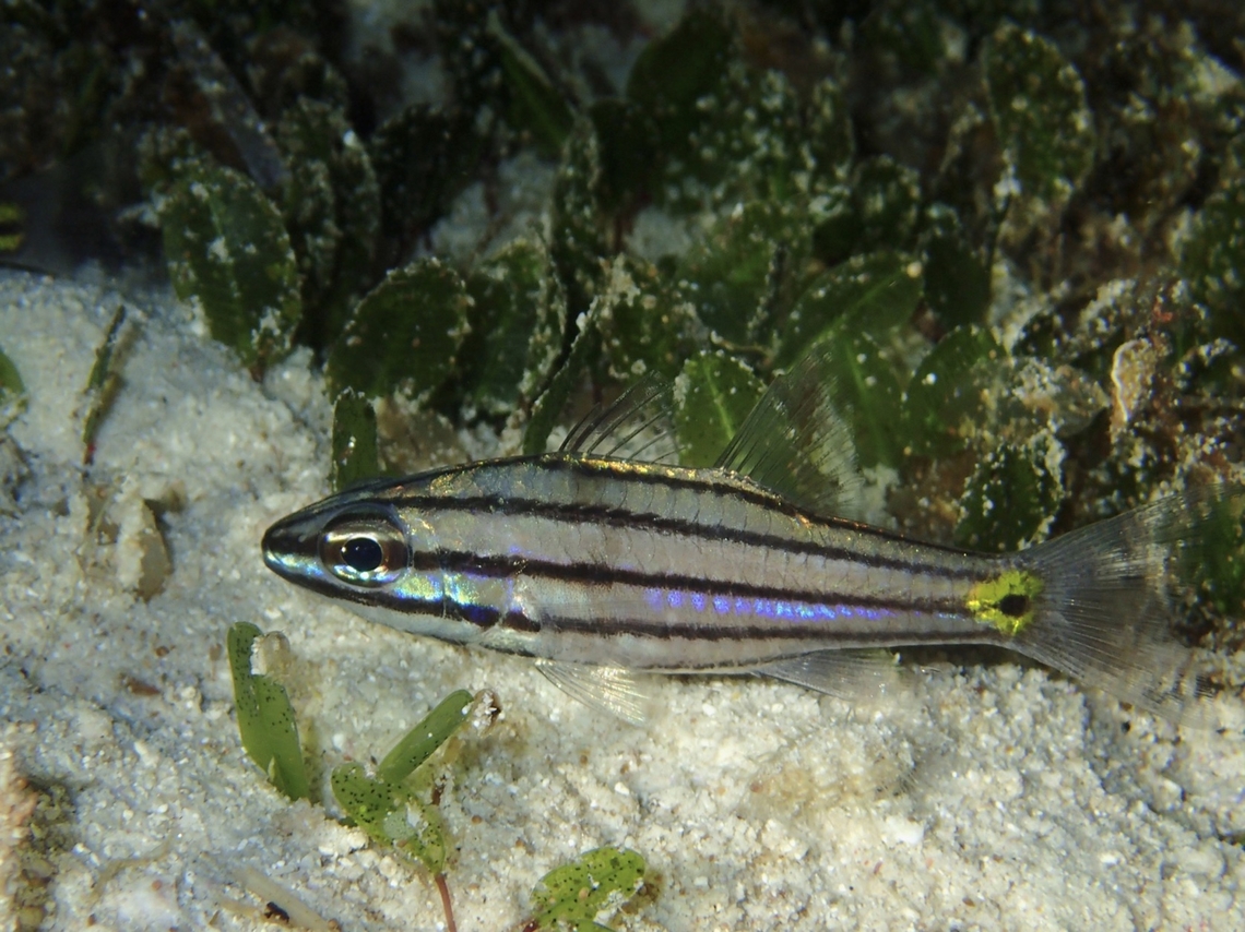 Toothy Cardinalfish - Cheilodipterus isostigma  Cardinalfish,Cebu,Cheilodipterus isostigma,Fish,Malapascua,Philippines,Toothy Cardinalfish