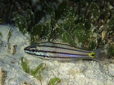 Toothy Cardinalfish - Cheilodipterus isostigma  Cardinalfish,Cebu,Cheilodipterus isostigma,Fish,Malapascua,Philippines,Toothy Cardinalfish