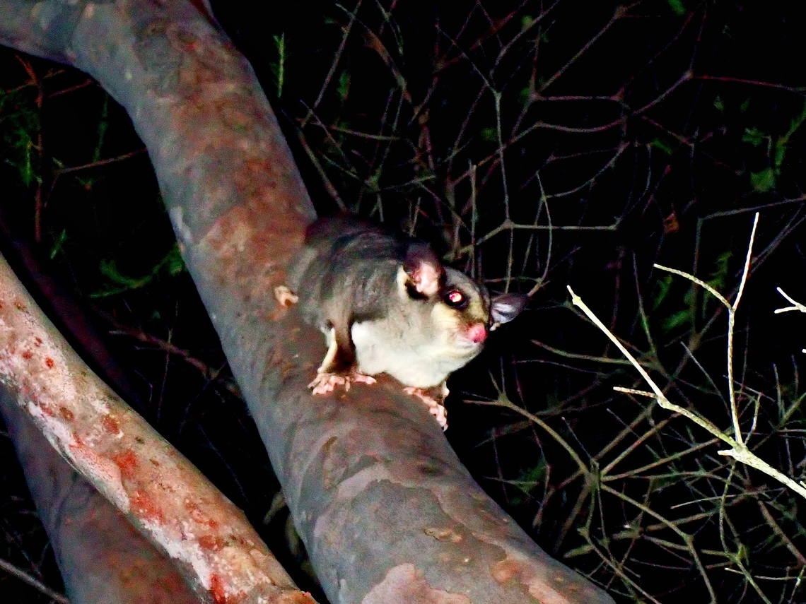Sugar Glider - Petaurus breviceps X3 Australia,New South Wales,Petaurus breviceps,Sugar Glider,Sydney