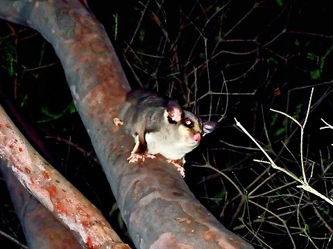 Sugar Glider - Petaurus breviceps X3 Australia,New South Wales,Petaurus breviceps,Sugar Glider,Sydney