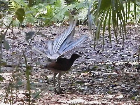 Courting display  Australia,Bird,Lyrebird,Menura novaehollandiae,New South Wales,Superb Lyrebird