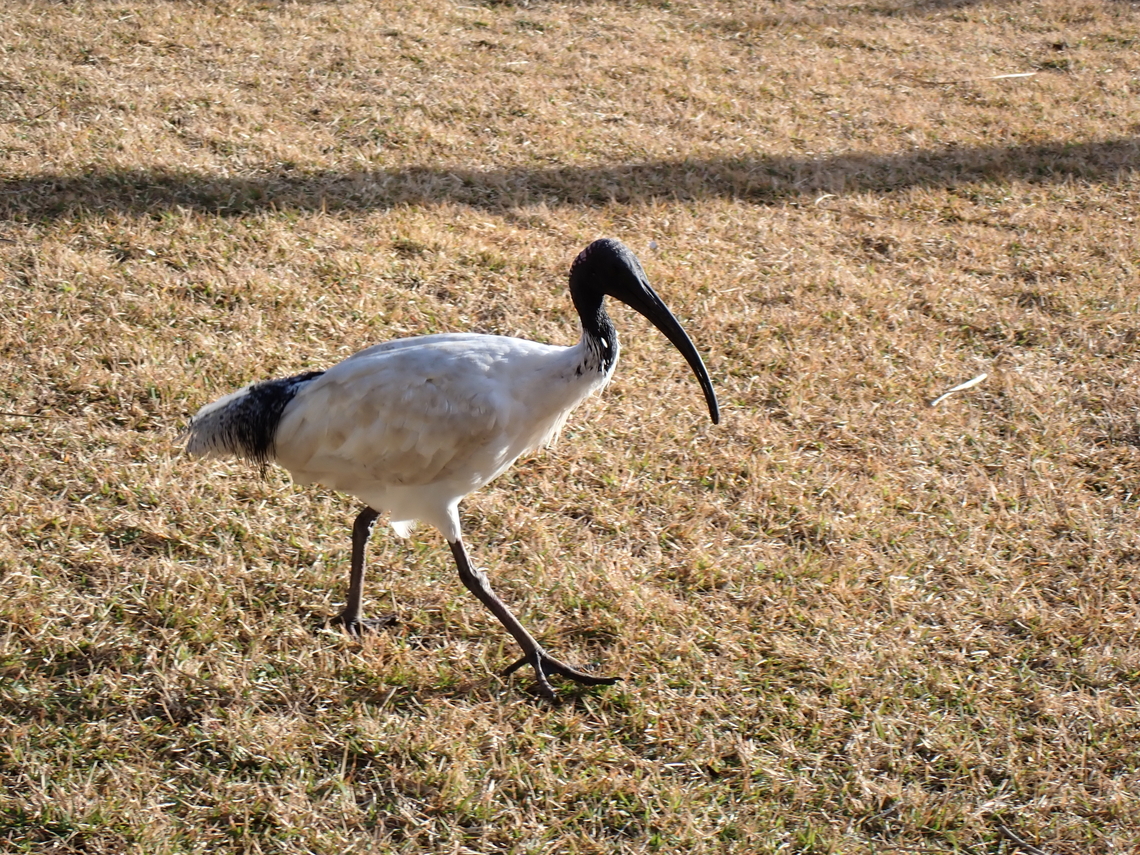 Australian Ibis - Threskiornis molucca  Australia,Australian Ibis,Bird,Ibis,New South Wales,Sydney,Threskiornis molucca