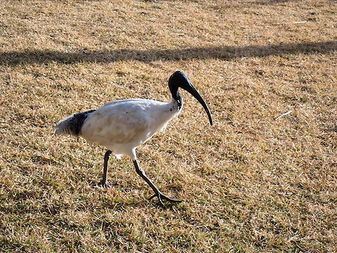 Australian Ibis - Threskiornis molucca  Australia,Australian Ibis,Bird,Ibis,New South Wales,Sydney,Threskiornis molucca