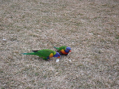 Rainbow Lorikeet - Trichoglossus moluccanus  Australia,Bird,Lorikeet,New South Wales,Rainbow Lorikeet,Sydney,Trichoglossus moluccanus