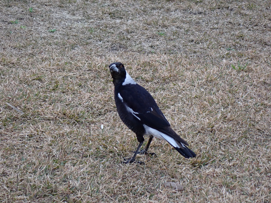 Australian Magpie - Gymnorhina tibicen  Australia,Australian Magpie,Bird,Gymnorhina tibicen,Magpie,New South Wales,Sydney